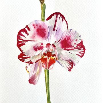 Whisper of the Orchid 2 - Güldeniz Önayak Algül