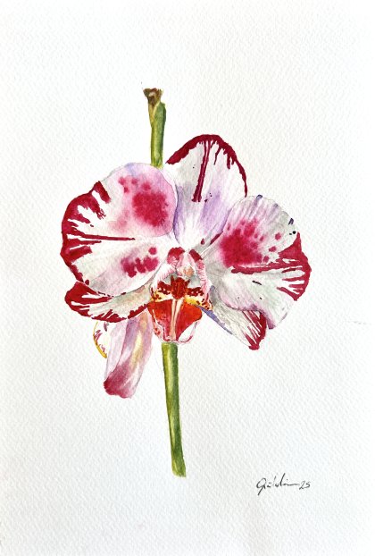 Whisper of the Orchid 2