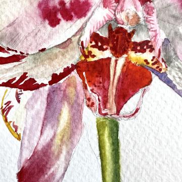 Whisper of the Orchid 2 - Güldeniz Önayak Algül