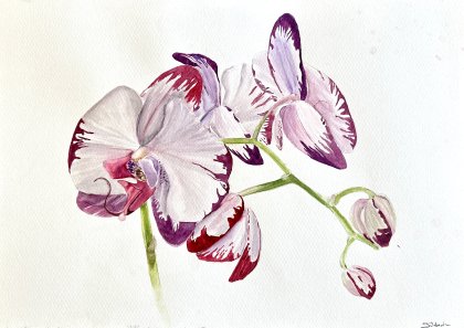 Whisper of the Orchid