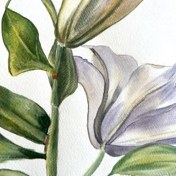Gentle Growth - Güldeniz Önayak Algül