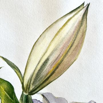 Gentle Growth - Güldeniz Önayak Algül