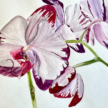 Whisper of the Orchid - Güldeniz Önayak Algül