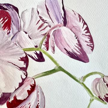 Whisper of the Orchid - Güldeniz Önayak Algül