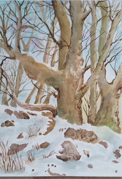 Koca Çınar Kış Manzara