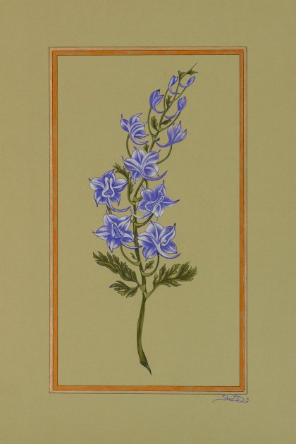 Mavi and Hazeran, 18th Century, Şuküfe